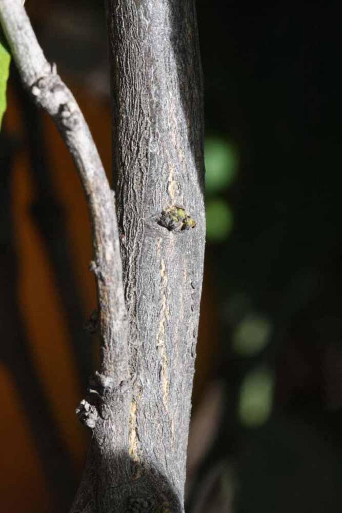              Second - third year twig (Riverside, CA)       